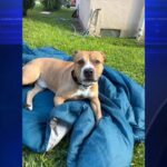 Pit Bull Owner Surrenders Dog After Teen Girl Is Injured in Miami-Dade Attack