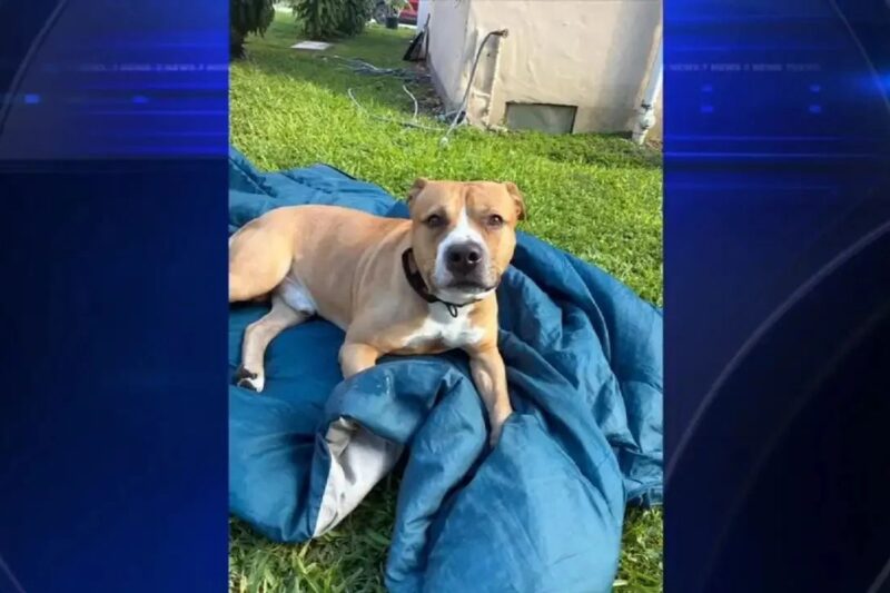 Pit Bull Owner Surrenders Dog After Teen Girl Is Injured in Miami-Dade Attack