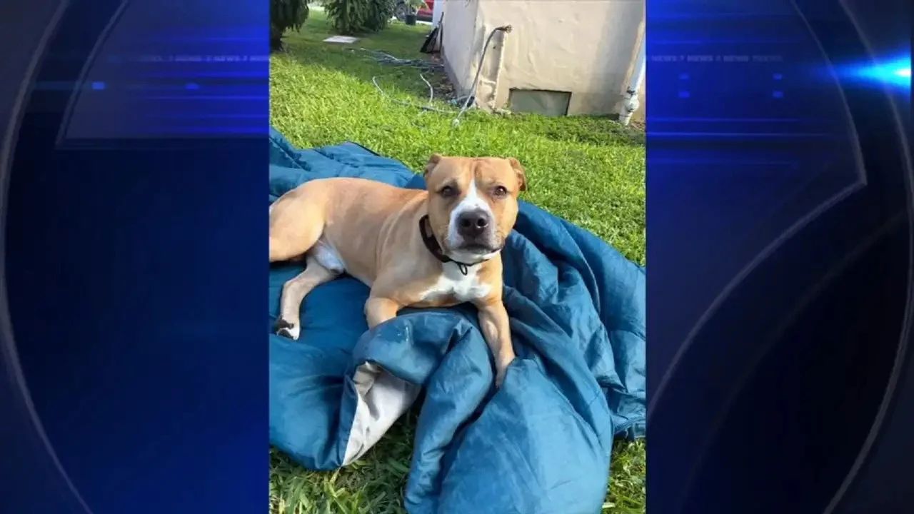 Pit Bull Owner Surrenders Dog After Teen Girl Is Injured in Miami-Dade Attack